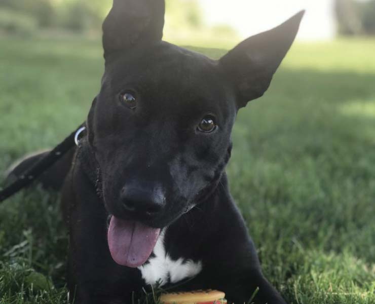 Black dog looking into the camera